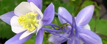 Columbine aquilegia chrysantha songbird 1 gal.
