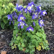 Columbine aquilegia chrysantha songbird 1 gal.