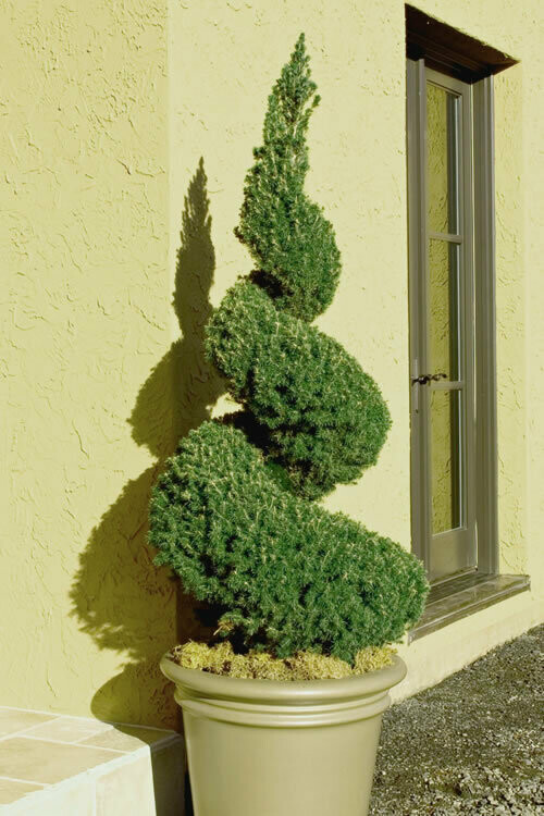 Picea &#39;Dwarf Alberta Spruce&#39; Spiral 15 gal 5&#39;