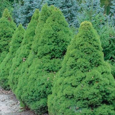 Picea glauca &#39;Conica&#39; - Dwarf Alberta Spruce