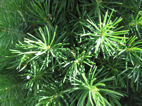 Picea glauca &#39;Conica&#39; - Dwarf Alberta Spruce