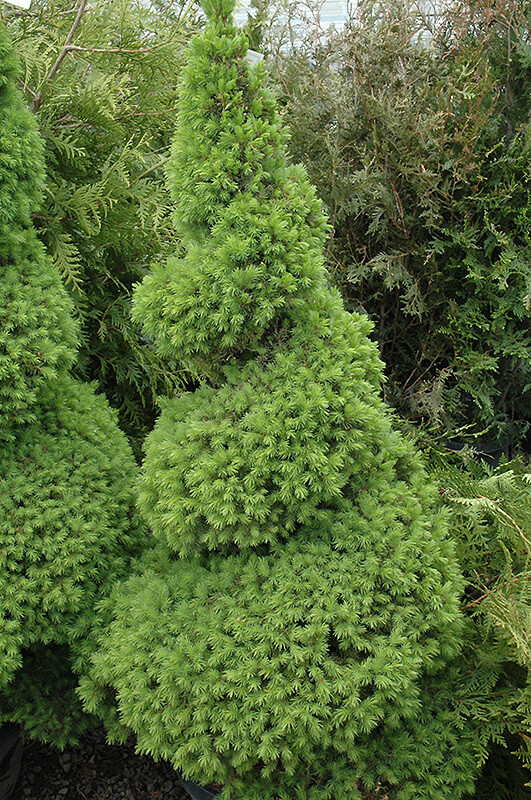 Picea &#39;Dwarf Alberta Spruce&#39; Spiral 15 gal 5&#39;