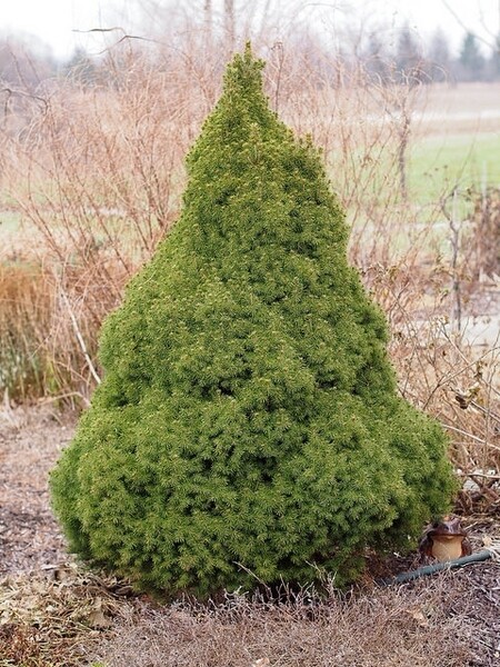 Picea glauca 'Conica' - Dwarf Alberta Spruce