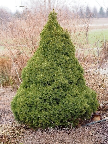 Picea glauca &#39;Conica&#39; - Dwarf Alberta Spruce