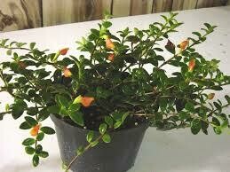 Goldfish plant 4.5" 