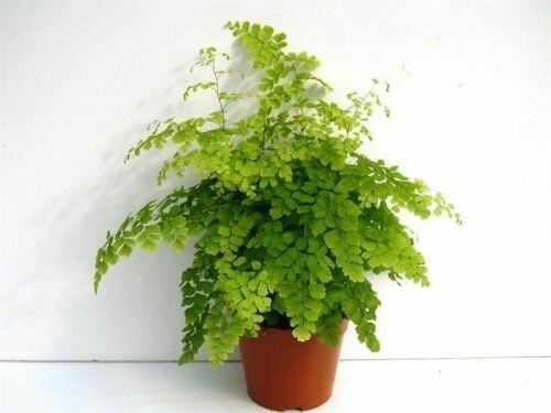 Fern &#39;fragrans&#39; 4.5” 