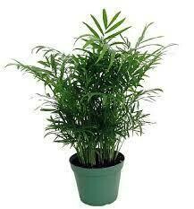 Parlor Palm 