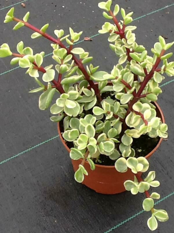 Portulacaria &#39;Elephant Bush&#39; 4.5&quot;