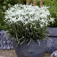 Edelweiss Organic 1 pint