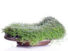 Pilea &#39;Baby Tears&#39; 4.5&quot;