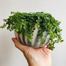Pilea &#39;Baby Tears&#39; 4.5&quot;