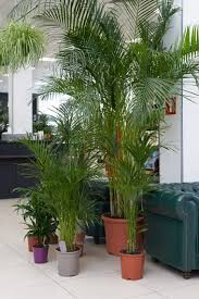 Parlor Palm 
