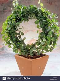 Creeping Fig 