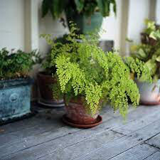 Fern &#39;fragrans&#39; 4.5” 