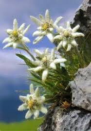Edelweiss Organic 1 pint