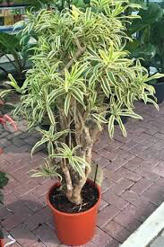 Dracaena Reflexa 
