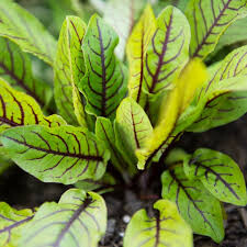 Sorrel Red Veined Organic 1 gal