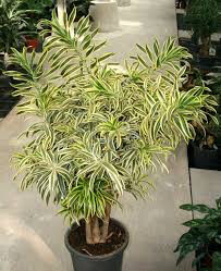 Dracaena Reflexa 