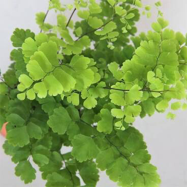 Fern &#39;fragrans&#39; 4.5” 