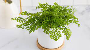 Fern &#39;fragrans&#39; 4.5” 
