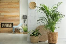Parlor Palm 