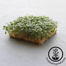 Arugula organic 1 pint
