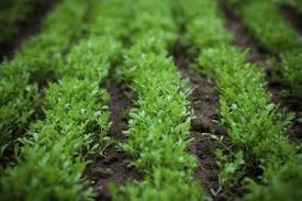Watercress Organic 1 Pint