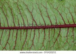 Sorrel Red Veined Organic 1 gal