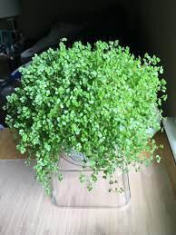 Pilea &#39;Baby Tears&#39; 4.5&quot;