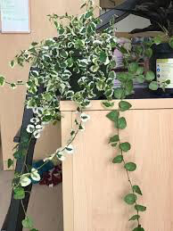 Creeping Fig 