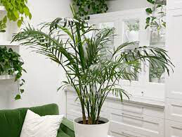 Parlor Palm 