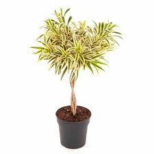 Dracaena Reflexa 