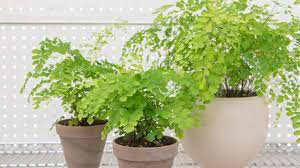 Fern &#39;fragrans&#39; 4.5” 