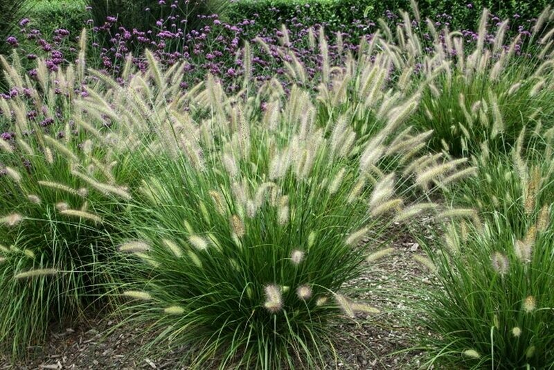 Pennisetum Alopecuroides &#39;Hameln&#39; 2 gal