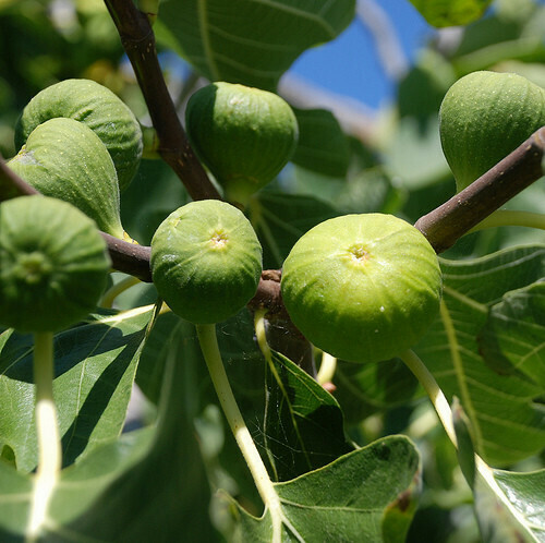 Fig - Ficus Carica &#39;Peter&#39;s Honey Fig&#39; 3 gal