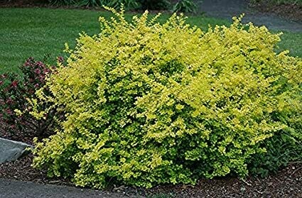 Berberis Thunbergll &#39;Aurea&#39; #3