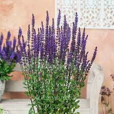 Sage Salvia Nemerosa &#39;Caradonna&#39; - 2 Gallon