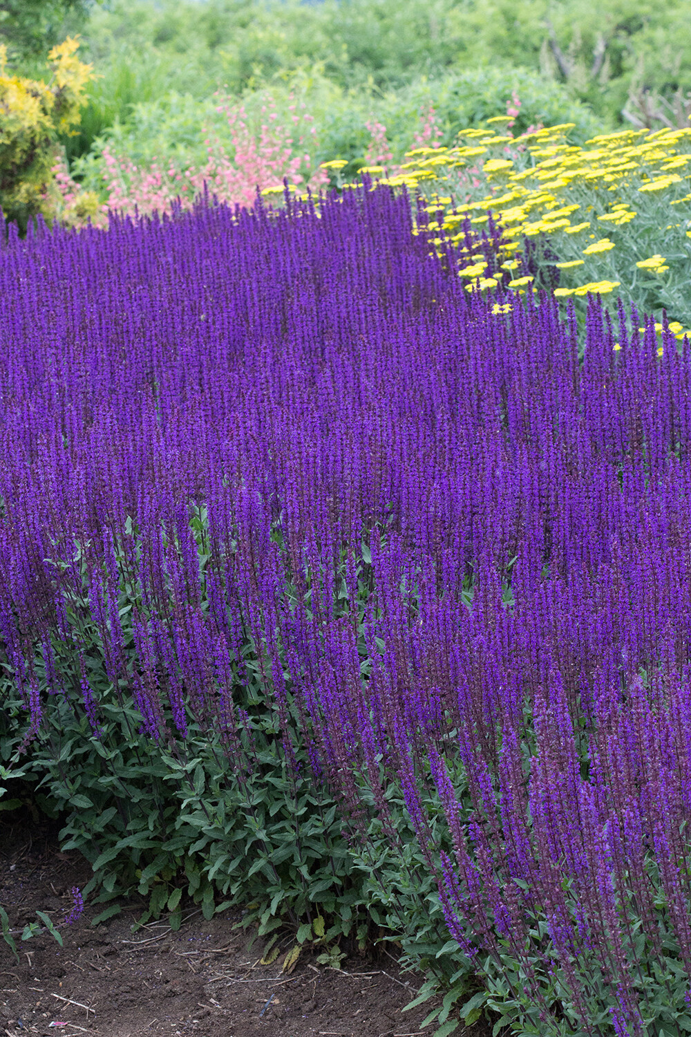 Sage Salvia Nemerosa &#39;Caradonna&#39; - 2 Gallon