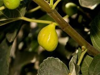 Fig - Ficus Carica &#39;Peter&#39;s Honey Fig&#39; 3 gal