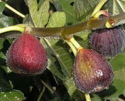Fig - Ficus Carica &#39;Italian Everbearing&#39; 3 gal