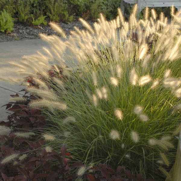 Pennisetum Alopecuroides &#39;Hameln&#39; 2 gal