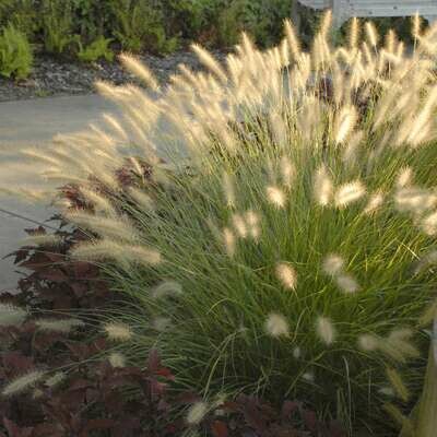 Pennisetum Alopecuroides 'Hameln' 2 gal