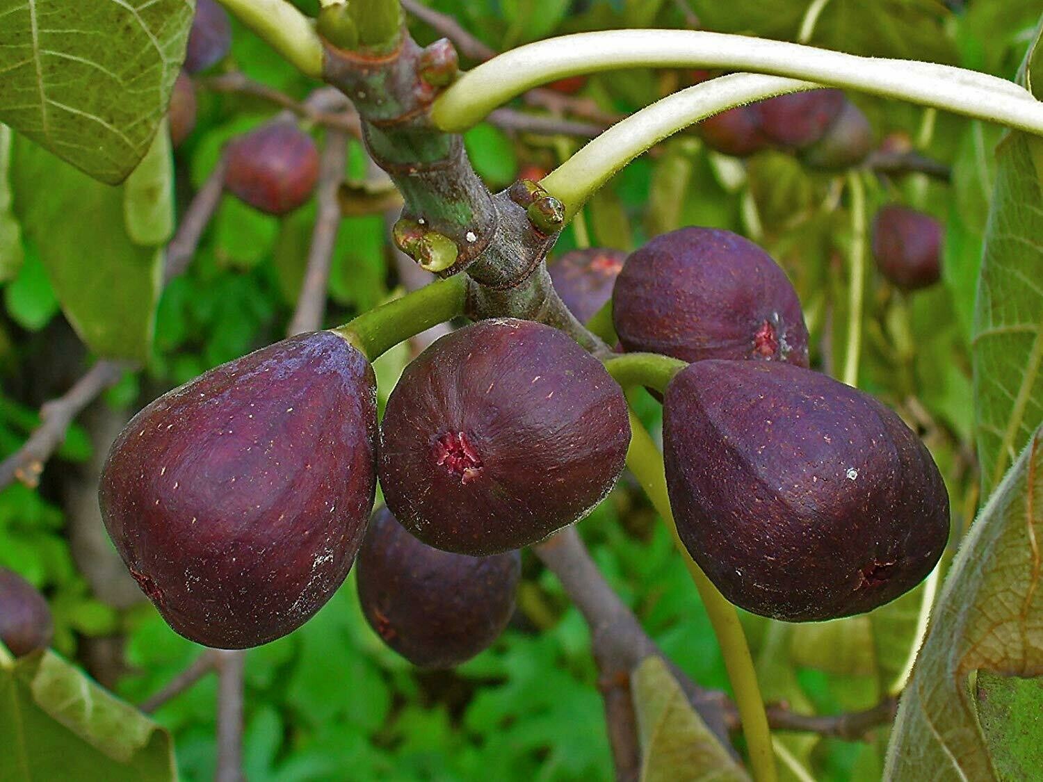 Fig - Ficus Carica &#39;Italian Everbearing&#39; 3 gal