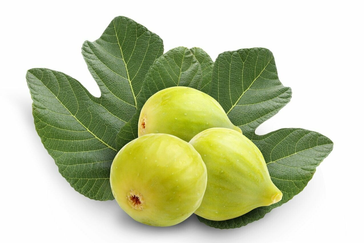 Fig - Ficus Carica &#39;Peter&#39;s Honey Fig&#39; 3 gal
