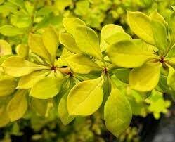 Berberis Thunbergll &#39;Aurea&#39; #3
