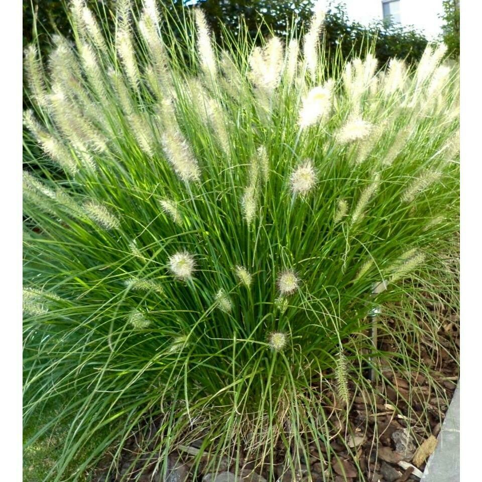 Pennisetum Alopecuroides &#39;Hameln&#39; 2 gal
