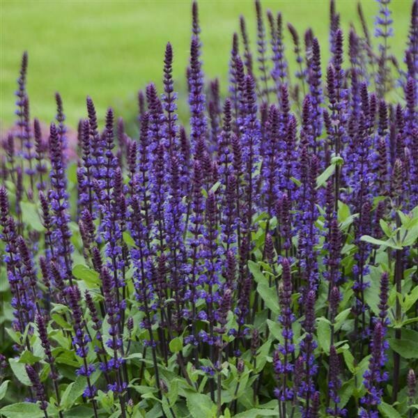 Sage Salvia Nemerosa &#39;Caradonna&#39; - 2 Gallon