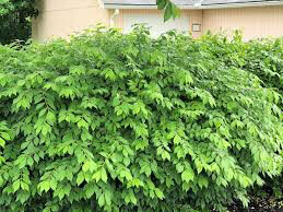 Euonymus alatus &#39;Compactus&#39; 3 gal