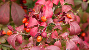 Euonymus alatus &#39;Compactus&#39; 3 gal