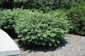 Euonymus alatus &#39;Compactus&#39; 3 gal